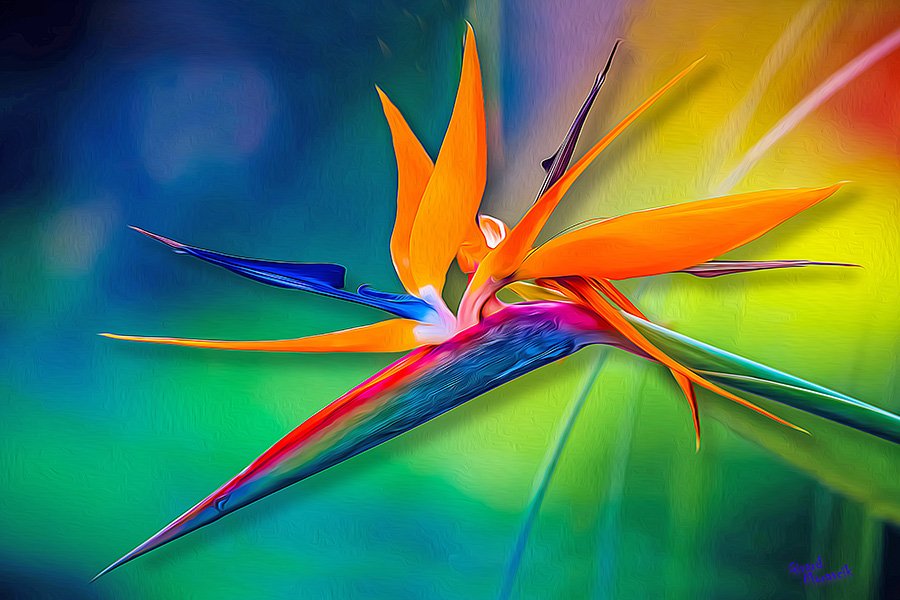 Bird of Paradise — Colorful Creations